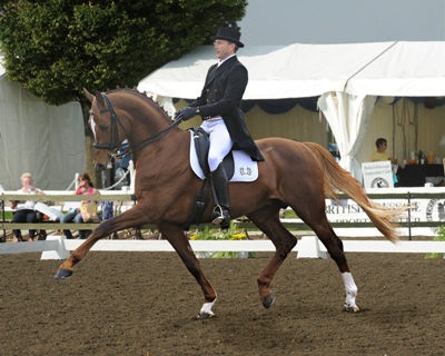 Advanced Dressage Horse